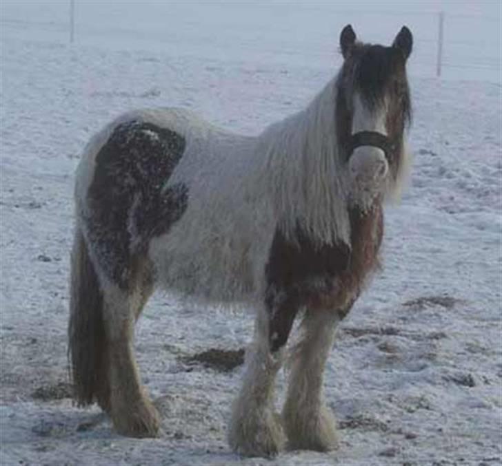 Irish Cob Corvette billede 6
