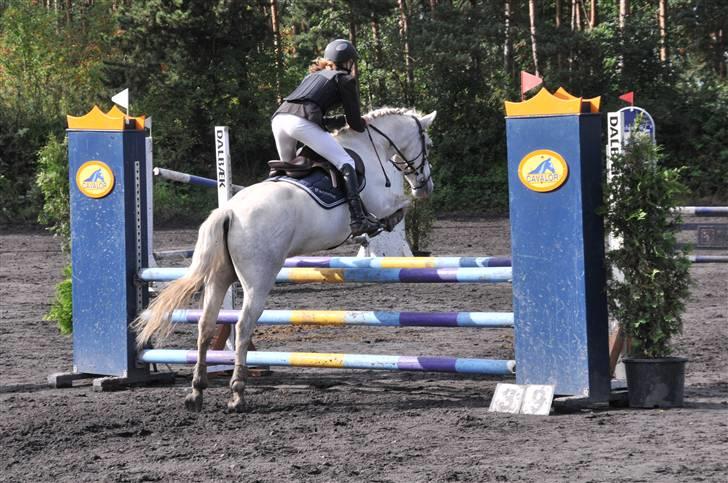 Fransk Sportspony Pacome  - C-stævne Kallehavegård ´09  billede 5