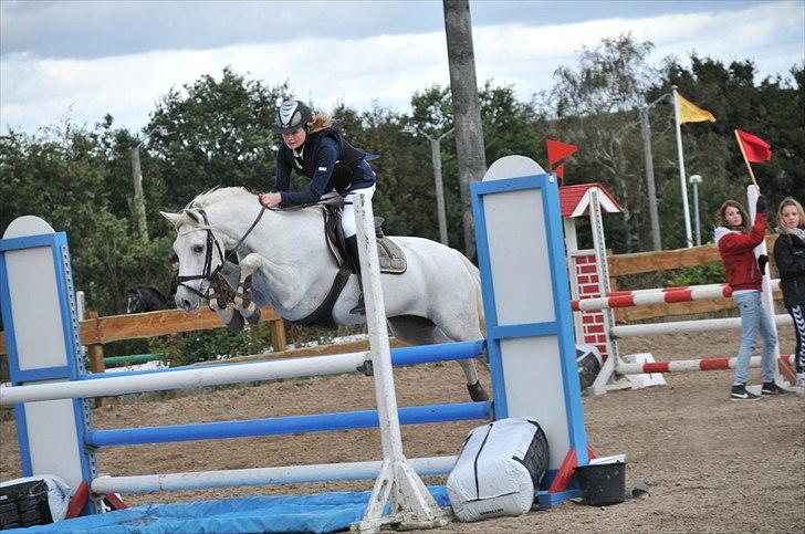 Fransk Sportspony Pacome  - Distriktsmesterskab for hold 2010 - Hylke  billede 12