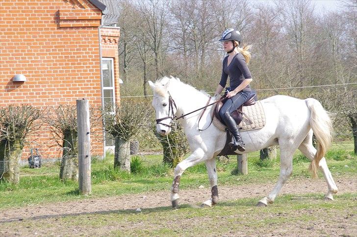 Fransk Sportspony Pacome  - Sidste dag sammen :´( <3 billede 13