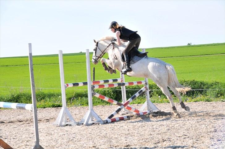 Fransk Sportspony Pacome  - Træning hos Frank Kejlberg billede 19