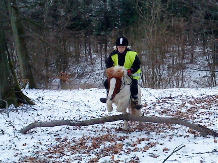 Shetlænder *Mille* - Rikke springer på Mille i skoven:D billede 9