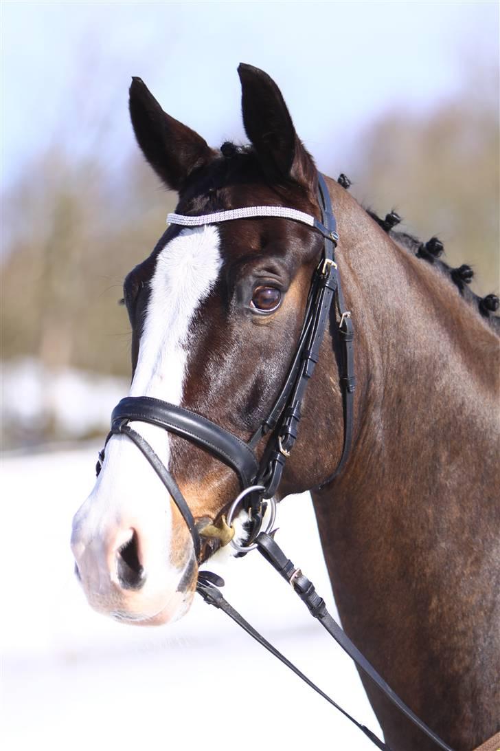 Dansk Varmblod Sant Jordi's Mccoy*solgt* billede 1