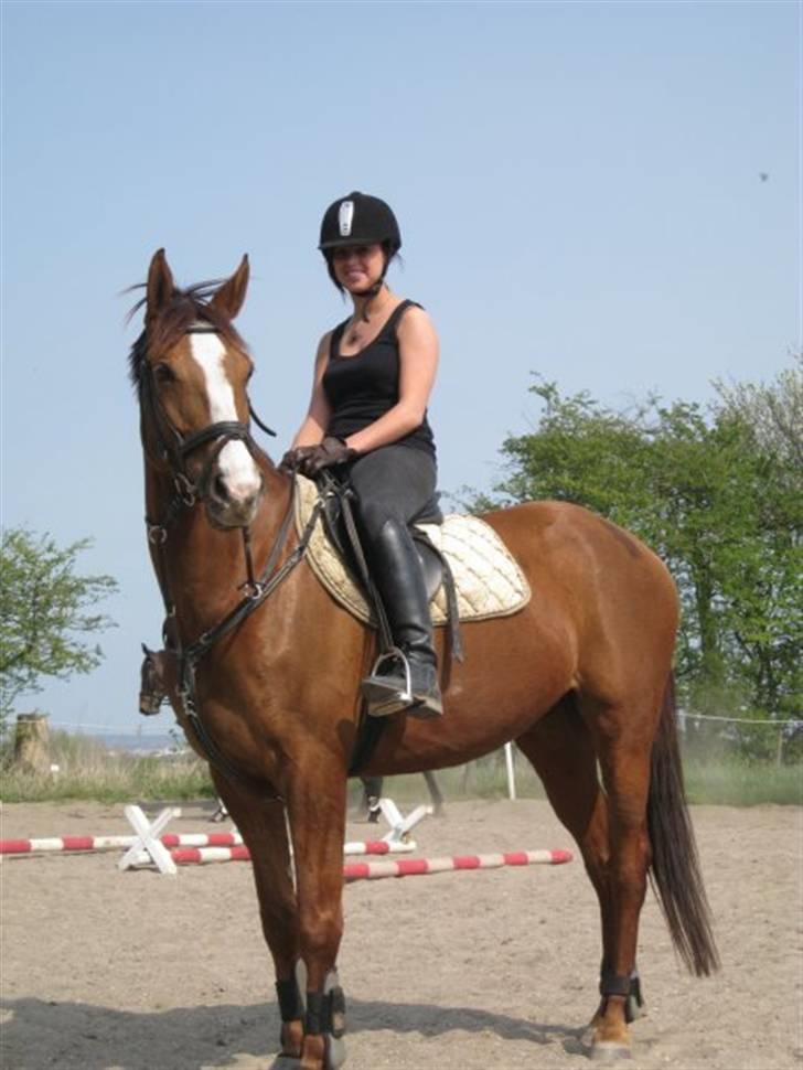 Hannoveraner Con Coy billede 12