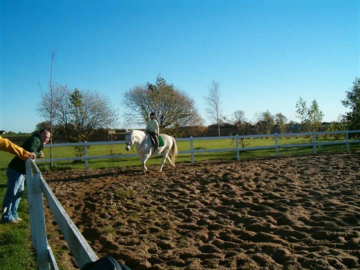 Anden særlig race Unihorse Zar RIP d.6/4-10 billede 15