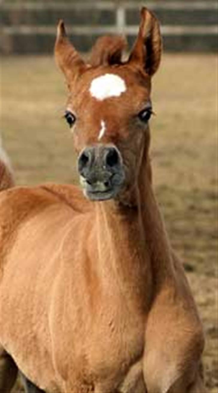 Arabisk fuldblod (OX) Waheds Zuleyma - 5 uger billede 12