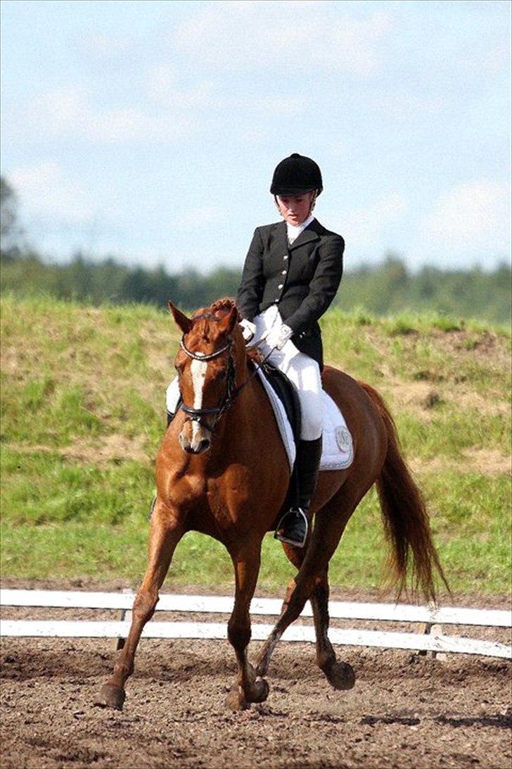 Hannoveraner Superior - B-hest - SD cup 2010 :D Taget af: Rikke billede 18