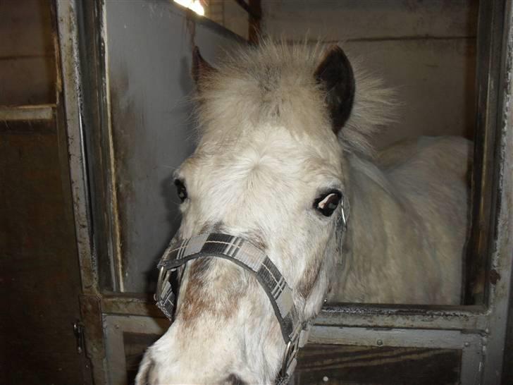 Shetlænder Sputte Gamle Part. billede 8