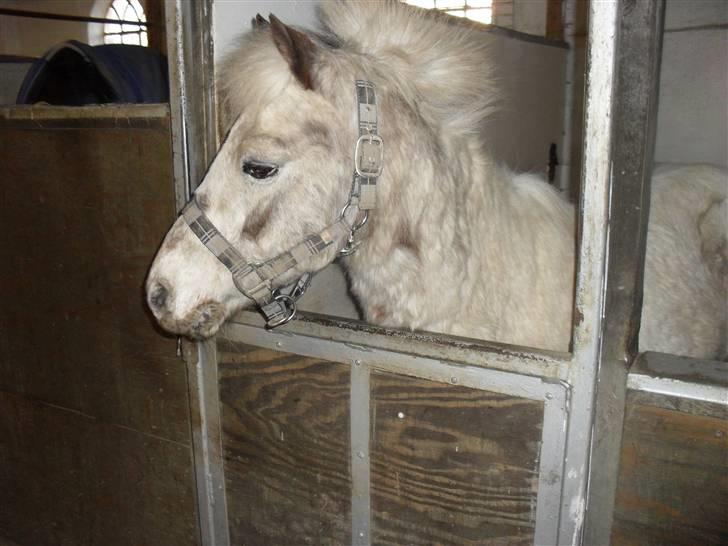 Shetlænder Sputte Gamle Part. - hej claudia hvad skal du uden mig.. billede 9