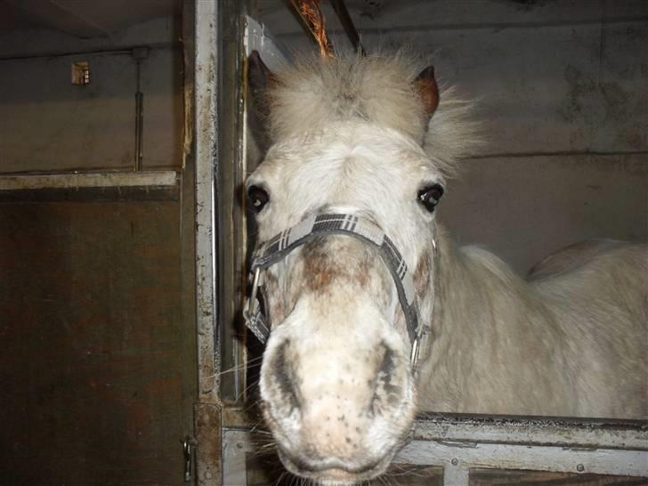 Shetlænder Sputte Gamle Part. billede 10