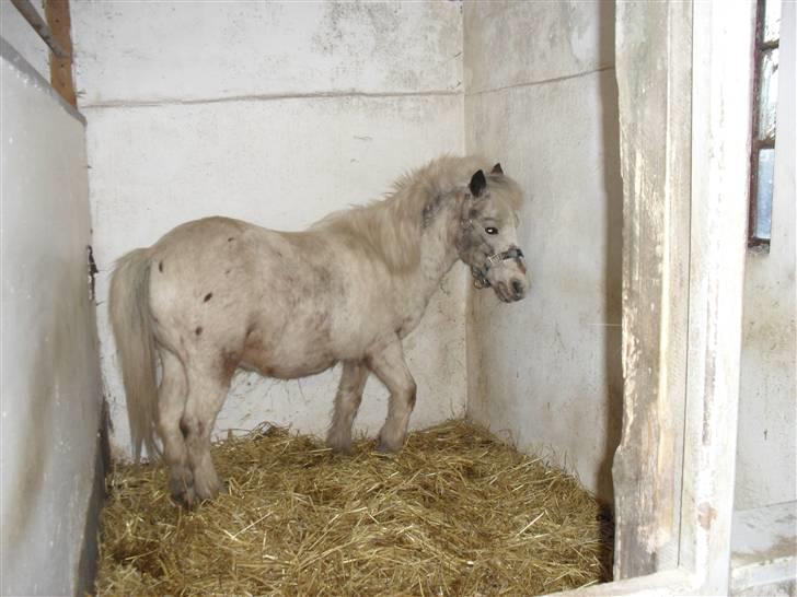 Shetlænder Sputte Gamle Part. billede 11