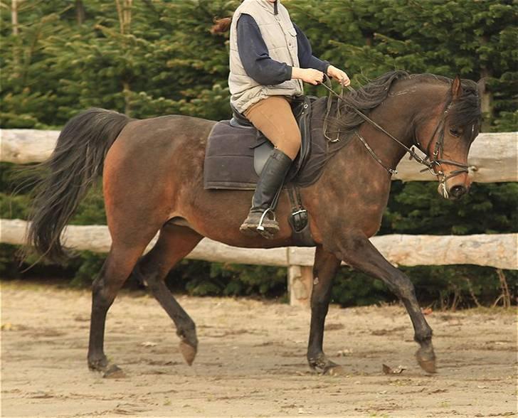 Arabisk fuldblod (OX) Victoria Lynn - SOLGT -  billede 17