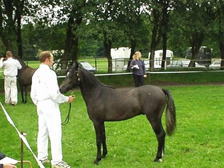 Welsh Pony (sec B) Klintholms SirJames - Klintholms Sir James til føl og plag skue i Nr.Snede hvor han fik en 1 plads... billede 20