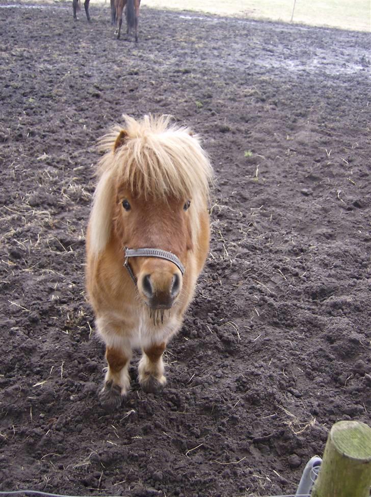 Shetlænder Lukas billede 10