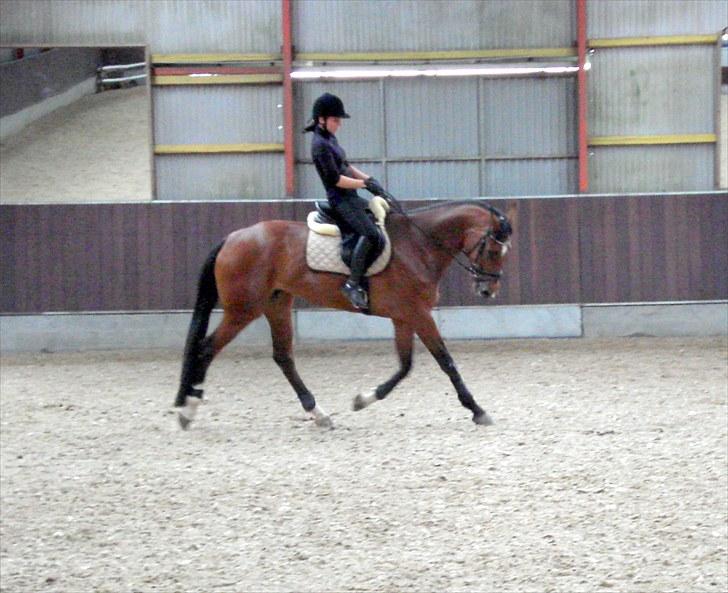 Dansk Varmblod Åkær Charlot (RDS Kåret) - Charlot og Jeg i Maj 2010 <3 billede 10