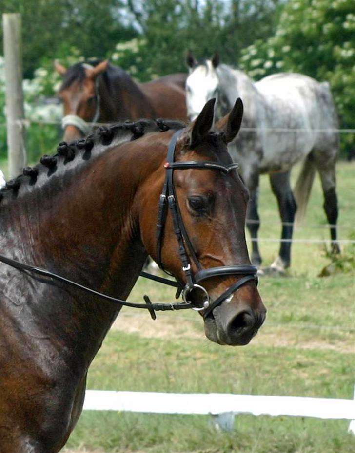 Anden særlig race - Marcell billede 1