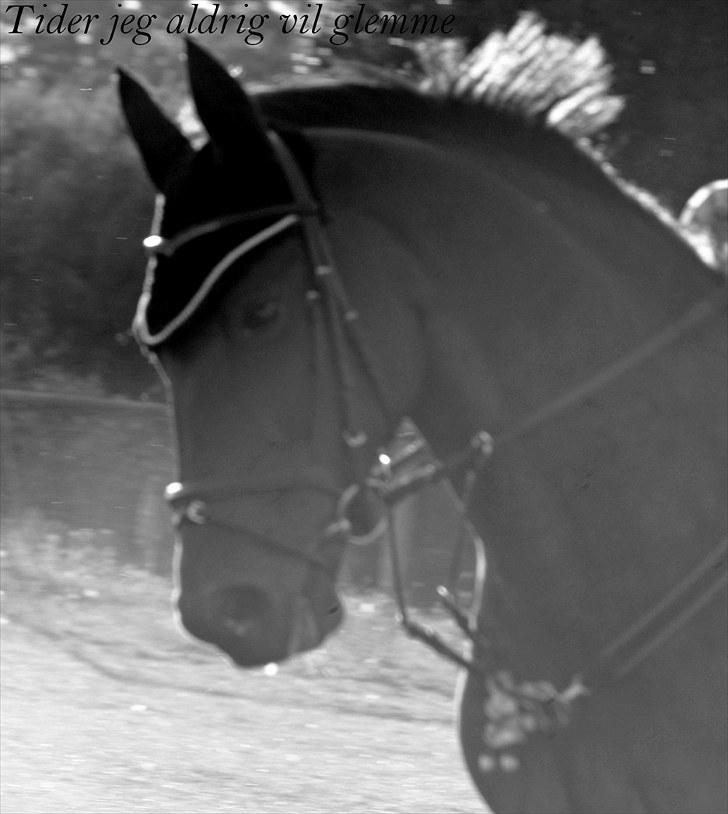 Anden særlig race - Marcell - Marcell du er alt!! Billedet er fra sidste springtime på Marcell, vidste ikke at det ville blive hans(/vores) sidste :´/ billede 2