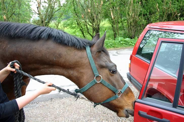 Anden særlig race - Marcell billede 3
