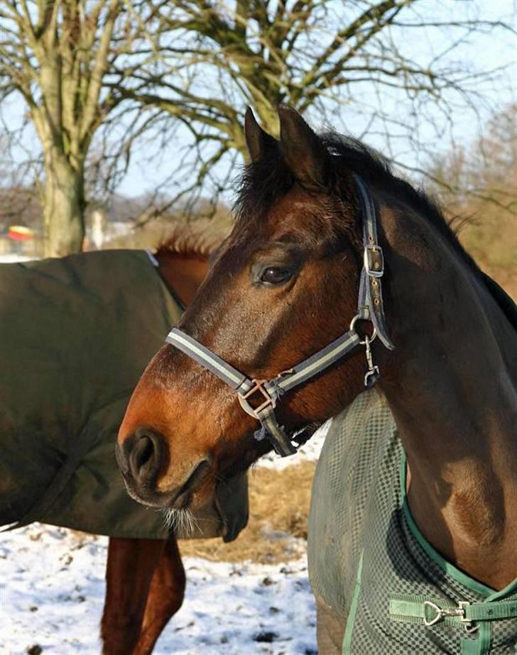 Anden særlig race - Marcell billede 4