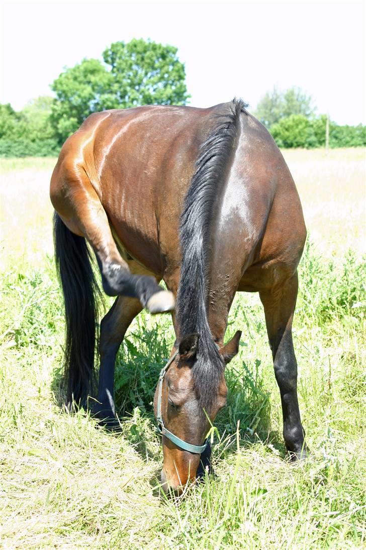 Anden særlig race - Marcell billede 5