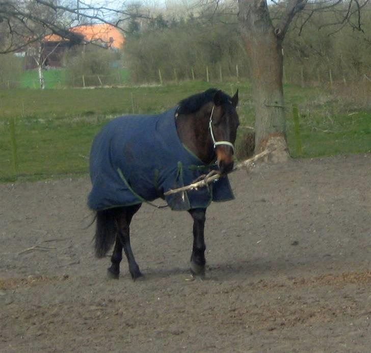 Anden særlig race - Marcell billede 6
