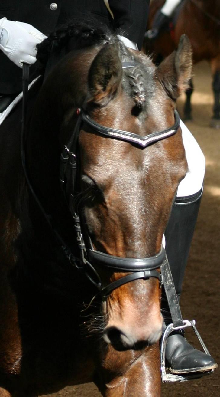 Anden særlig race - Marcell billede 8