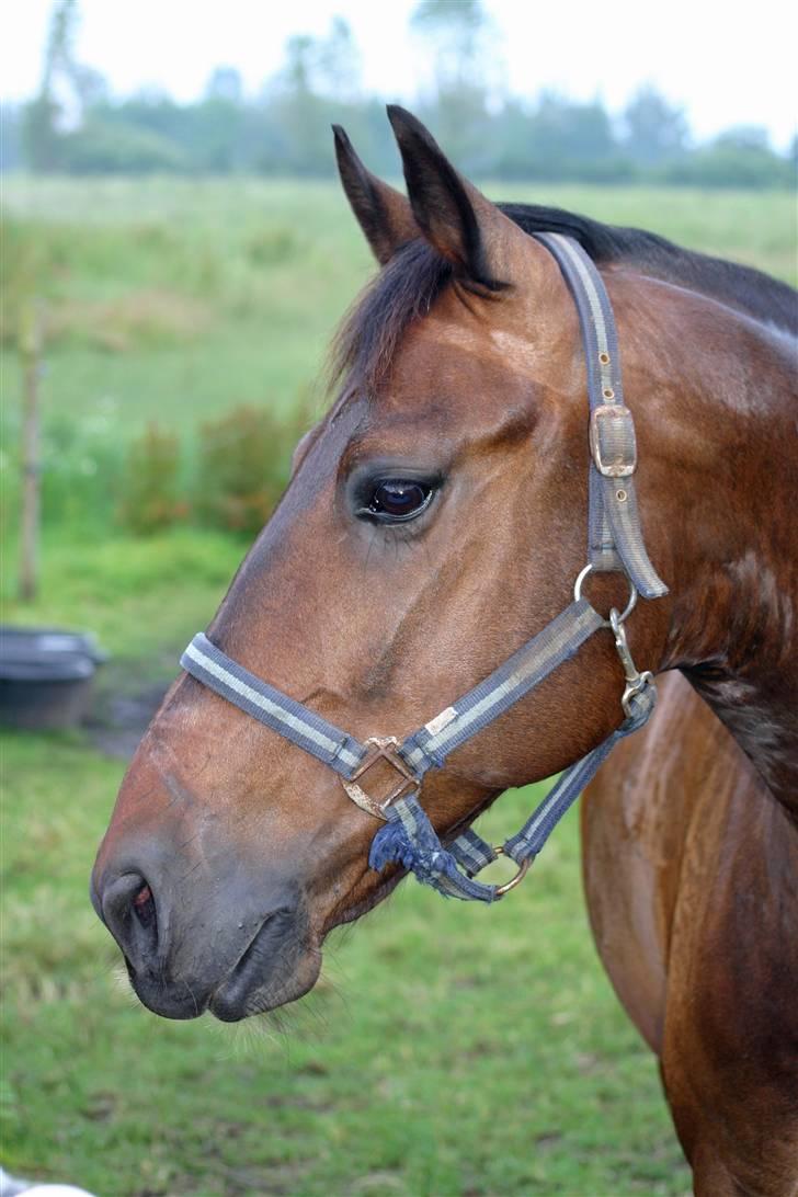 Anden særlig race - Marcell billede 9