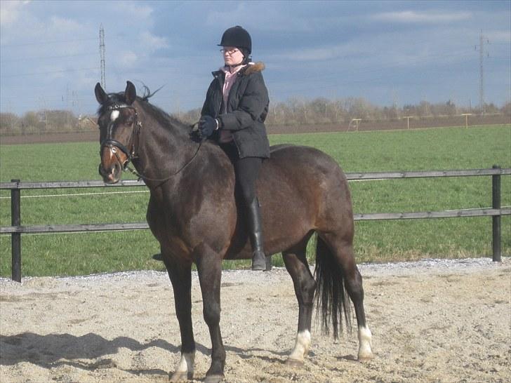 Dansk Varmblod »Gorm«  - (19) Gorm:D   *foto Morten* billede 19