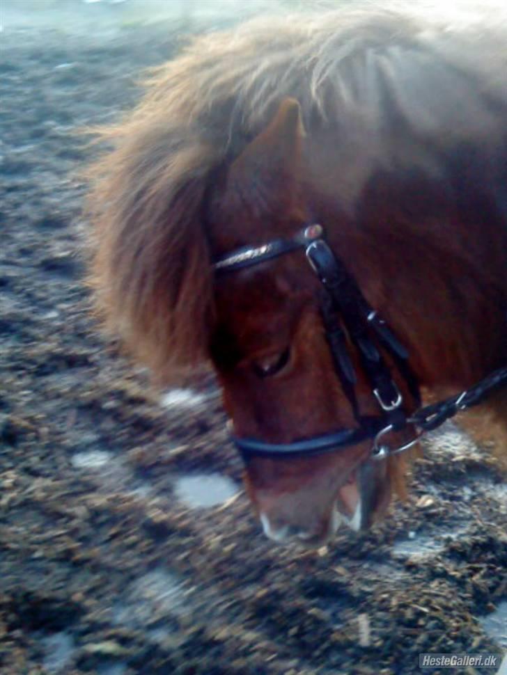 Anden særlig race Grøndahls Pepsi (Pepser) - 2010 billede 6