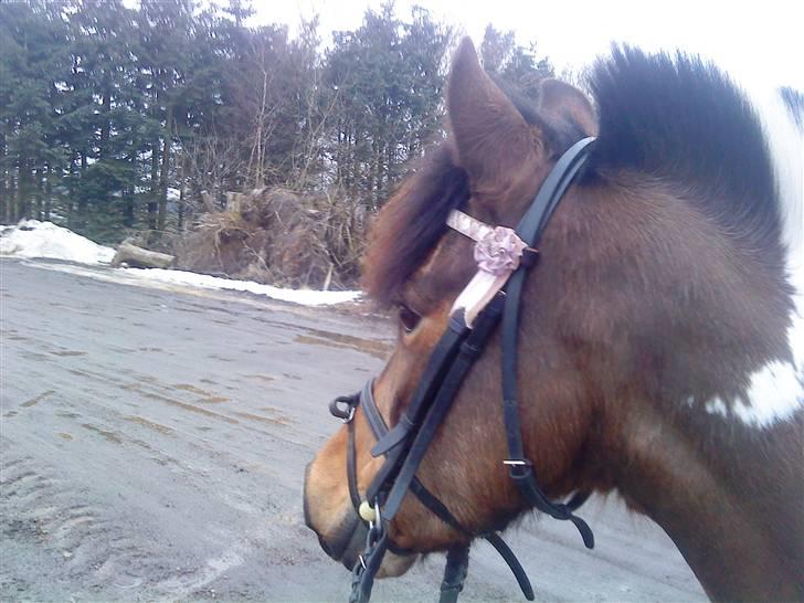 Anden særlig race Color solgt - Color<3 billede 5