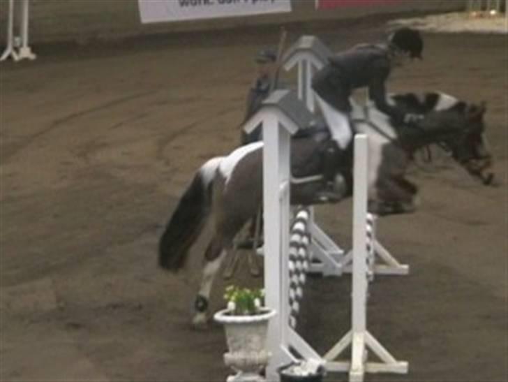 Anden særlig race Color solgt - Første distrikstævne sammen i Fredericia <3 ULC nul fejl :* Color hjælper mig :D billede 6