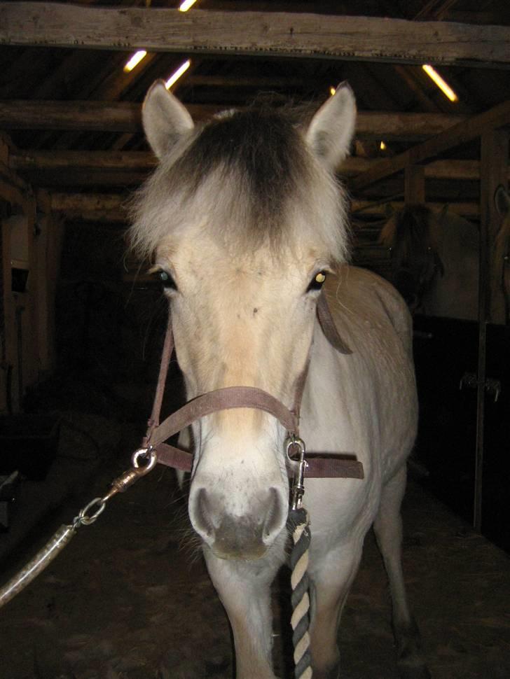 Fjordhest Isabella Strødam - marts 2010 billede 9