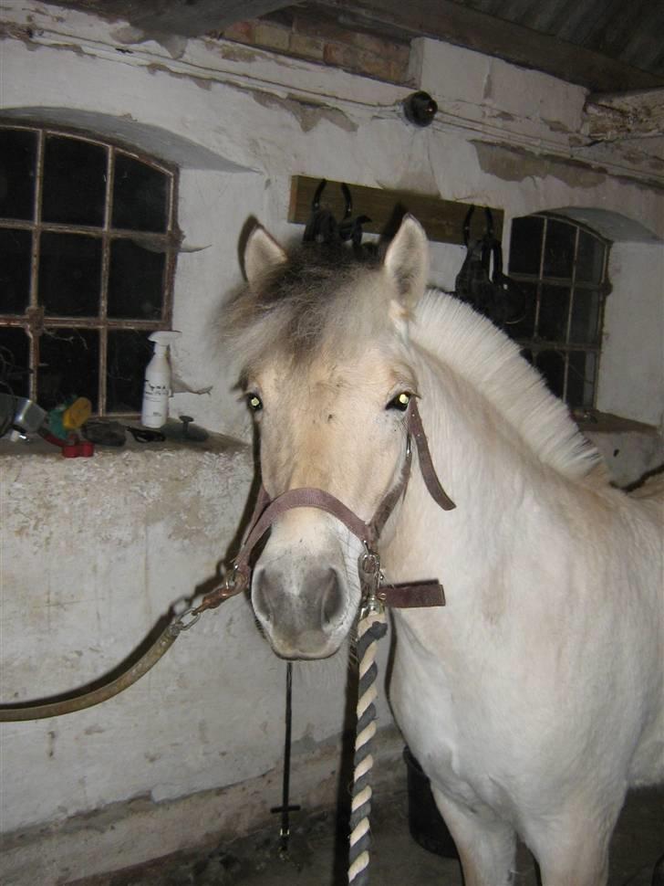 Fjordhest Isabella Strødam - marts 2010 billede 10