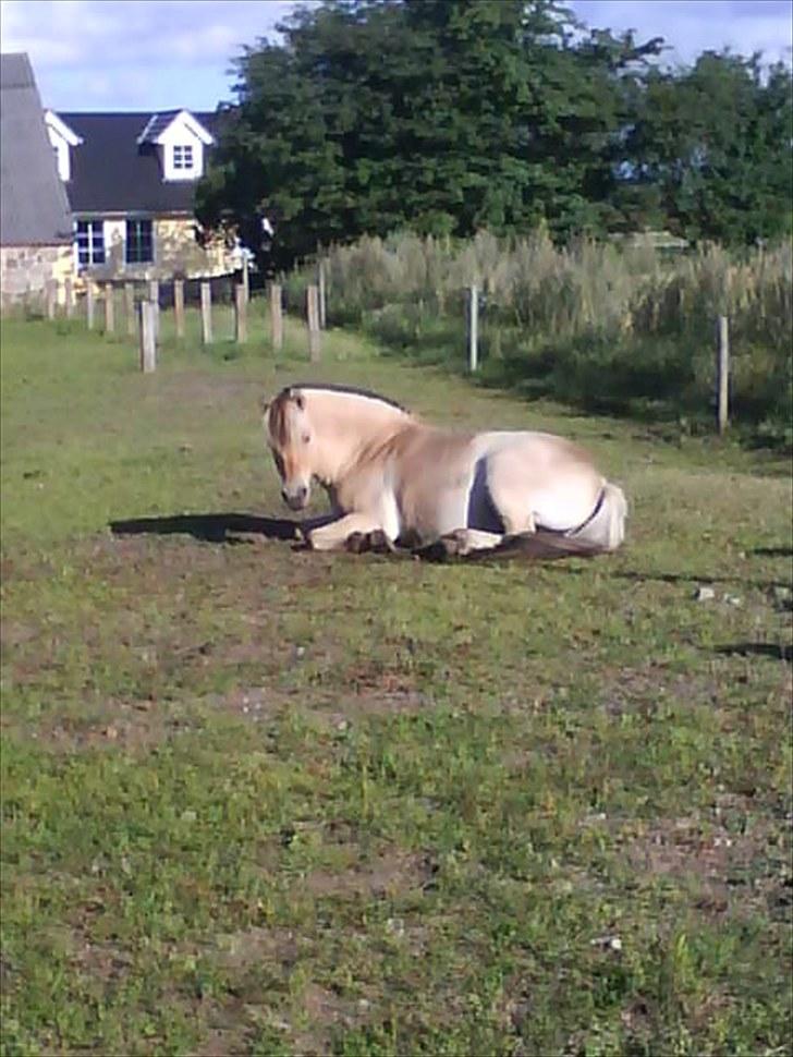 Fjordhest Tjalfe Fjordvang<3 billede 15