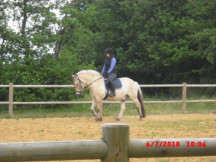 Fjordhest Tjalfe Fjordvang<3 - Cecillie der rider Tjalfe billede 16