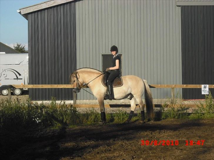 Fjordhest Tjalfe Fjordvang<3 billede 17