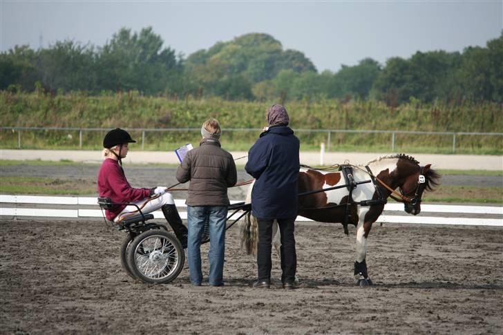 Pinto Klokkergårdens Spirit PIH - AVLSHINGST - til bedømmelse - gangart billede 15