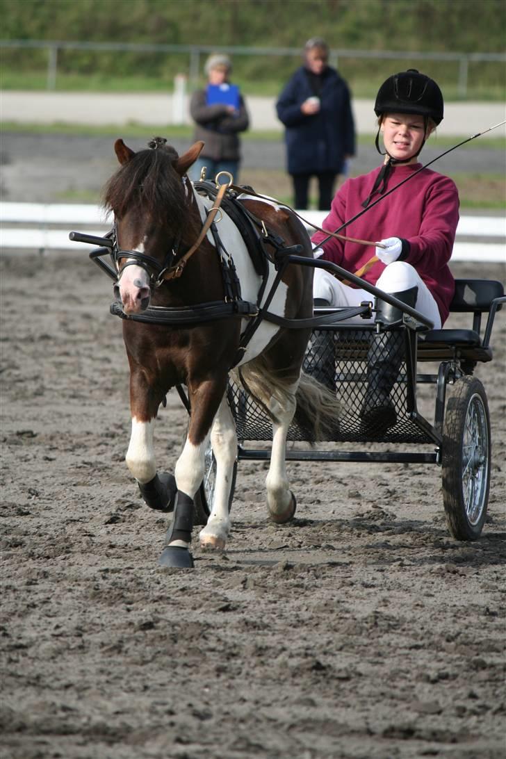 Pinto Klokkergårdens Spirit PIH - AVLSHINGST billede 16