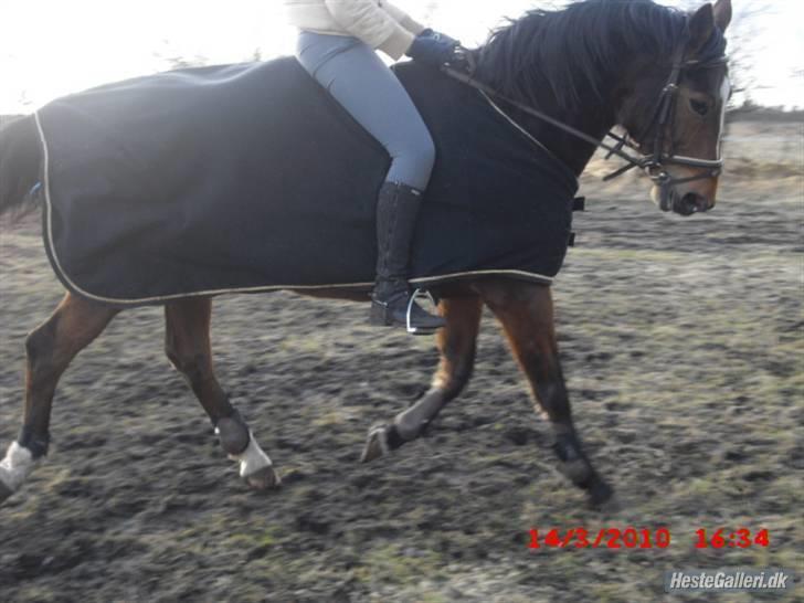 Westfaler wiktoria  billede 9