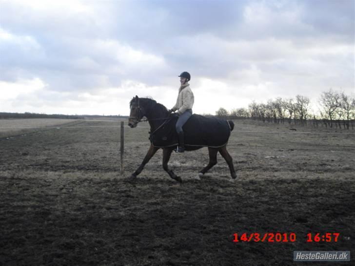 Westfaler wiktoria  billede 10