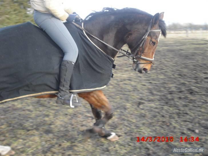 Westfaler wiktoria  billede 11