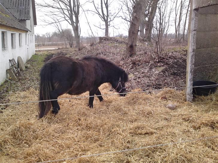 Shetlænder Smilla "solgt" billede 9