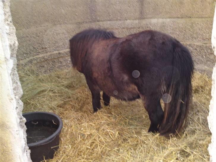 Shetlænder Smilla "solgt" billede 10