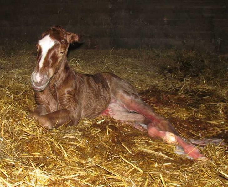 Paint Obi C Kanobi billede 2