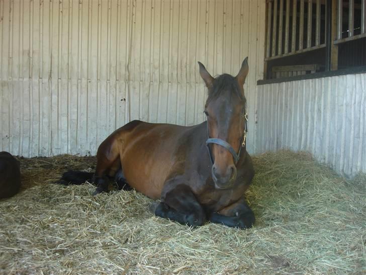 Dansk Varmblod Bjeregårdns Haløj  billede 15