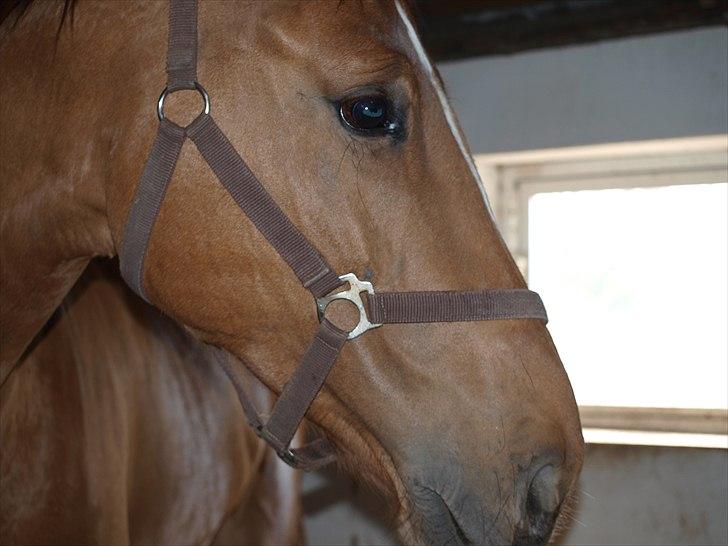 Dansk Varmblod Rolsted´s Cashot - jeg elsker dig! billede 1