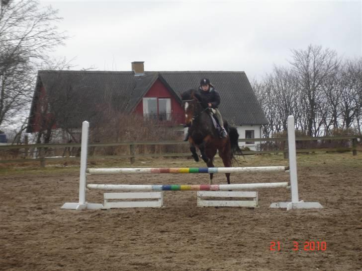 Dansk Varmblod Gladi billede 16