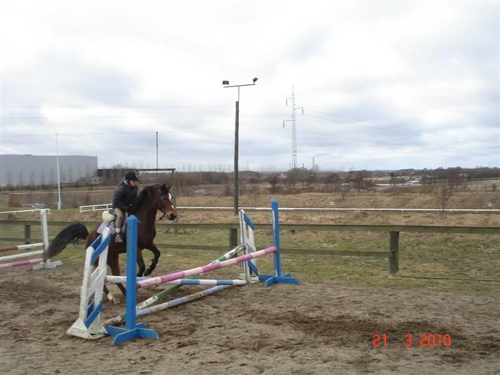 Dansk Varmblod Gladi billede 17