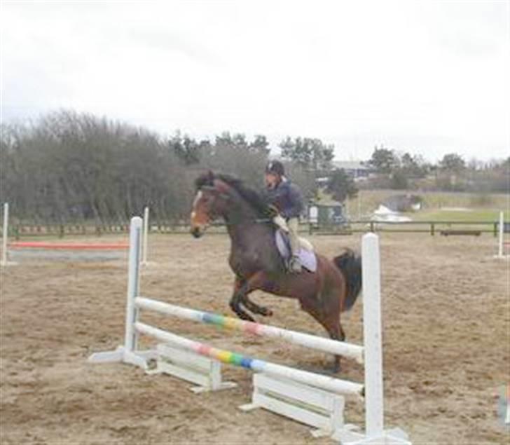 Dansk Varmblod Gladi billede 18