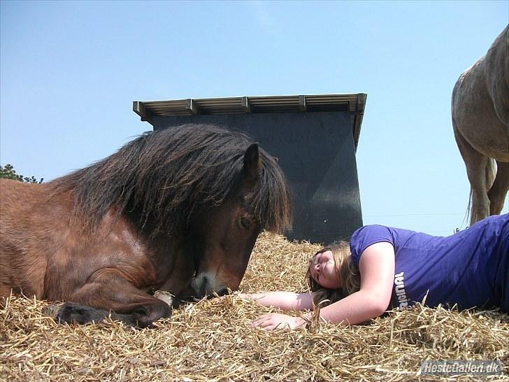 Anden særlig race Sigurd ¤Mit Eventyr :'/ ¤ - 1. En fantastisk tid med en fantastisk pony :-') For første gang var vores tillid blevet stor nok til han ville lade mig komme hen.. - Mens han lå ned. Jeg føles som den lykkeligste pige i verden! Dette minde samt 1000 andre, er jeg meget taknemlig for at billede 1